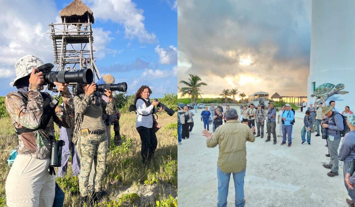 ¿Qué especies se vieron? El Festival de las Aves en Cozumel reportó 60 especies en Punta Sur y San Gervasio