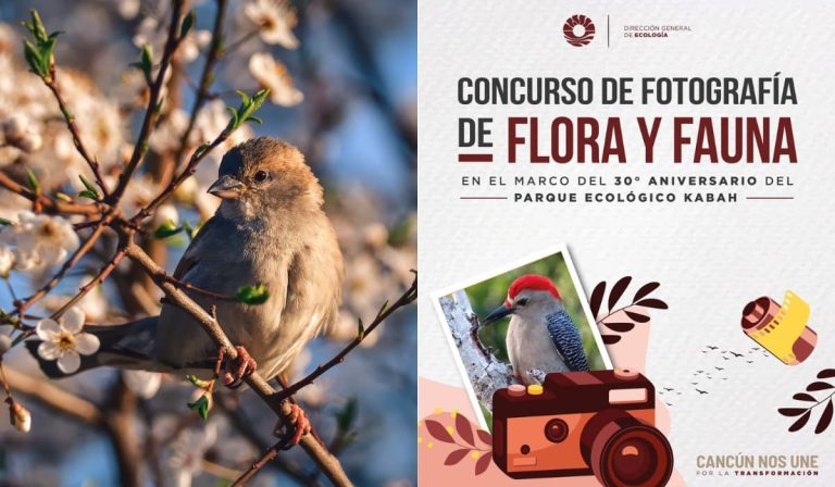Dirección de Ecología de Cancún promueve el Concurso de Fotografía de Flora y Fauna del Parque Kabah por su 30 aniversario