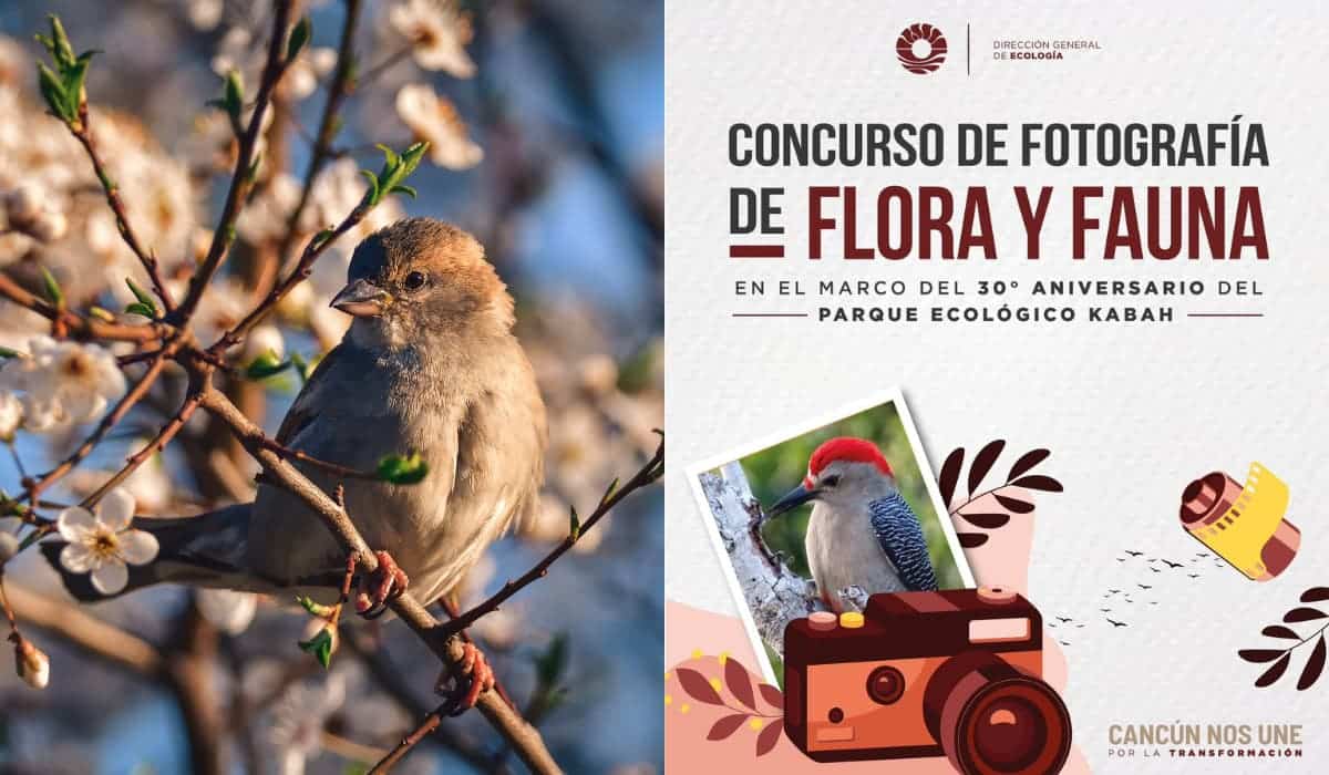 Dirección de Ecología de Cancún promueve el Concurso de Fotografía de Flora y Fauna del Parque Kabah por su 30 aniversario