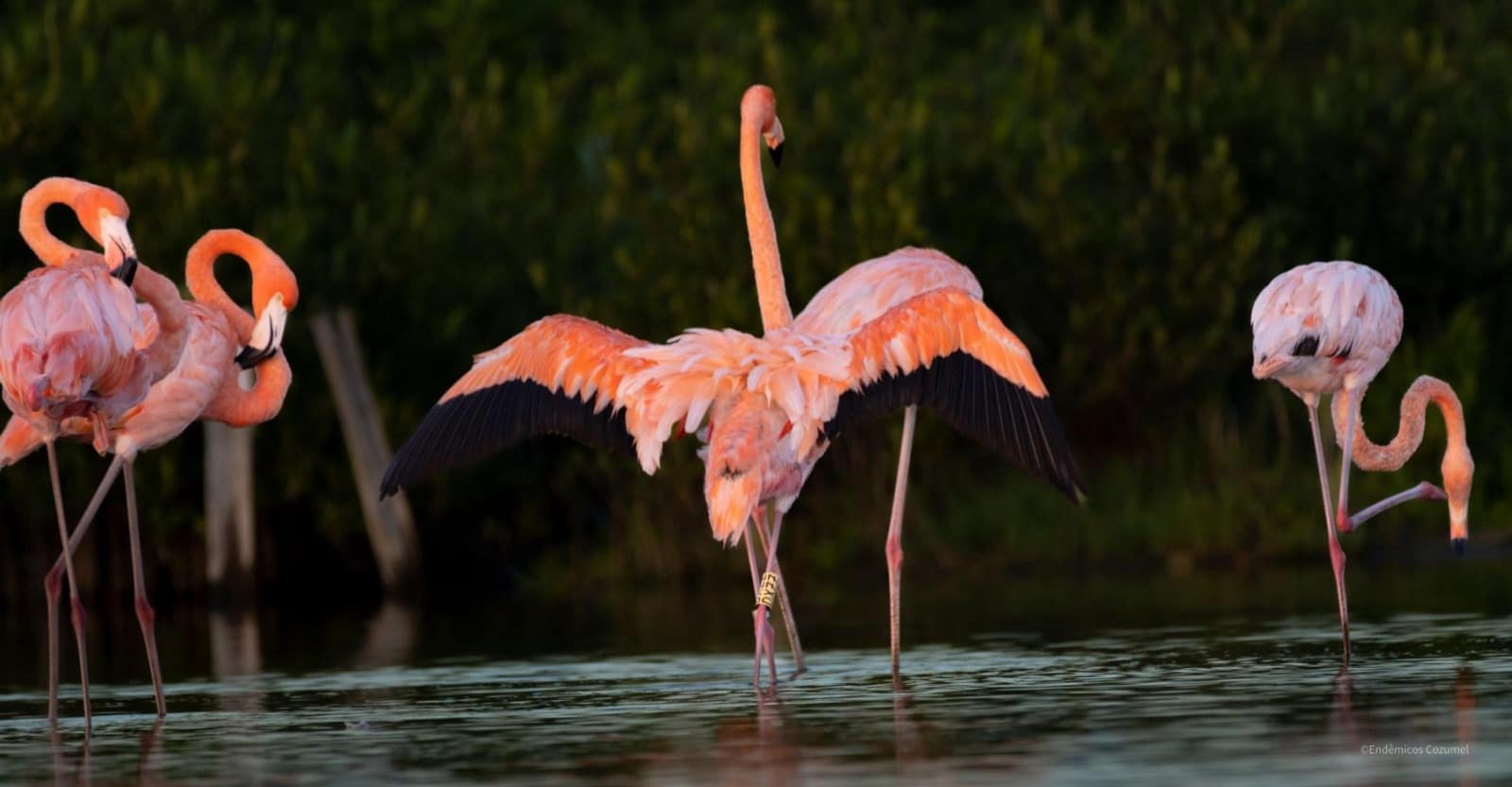 Cozumel documenta flamencos anillados en Punta Sur, clave para el Programa de Conservación del Caribe