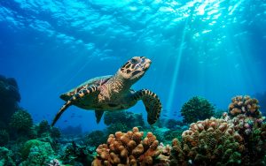 Cozumel 22 de enero: Pronóstico del clima y condiciones de buceo