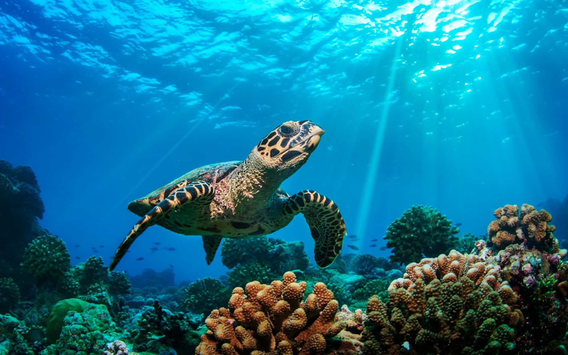Cozumel 22 de enero: Pronóstico del clima y condiciones de buceo
