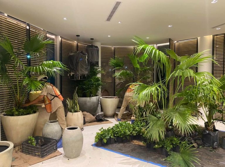 El enemigo silencioso de tu jardín: El frío de Cancún y cómo blindar tus plantas