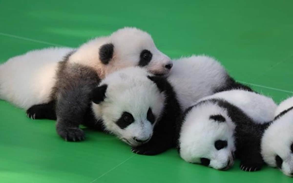 Treinta cachorros de panda gigante: la exhibición del año nuevo chino 2026