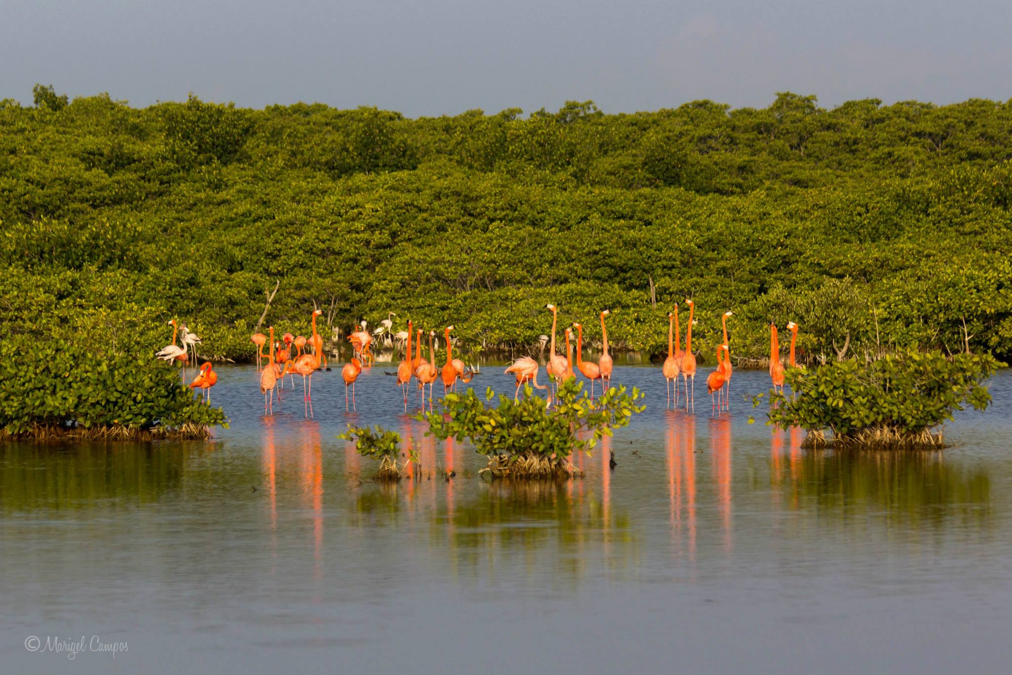 Humedales de Yucatán: ¿Es suficiente el esfuerzo conjunto para salvarlos?