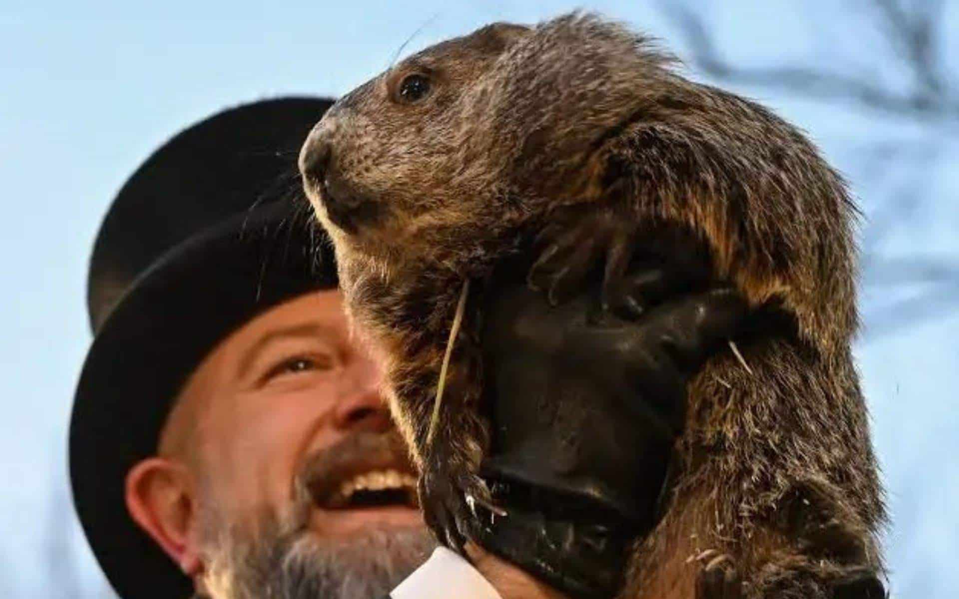 Punxsutawney Phil: La marmota que predice el clima y solo acierta el 35% de las veces