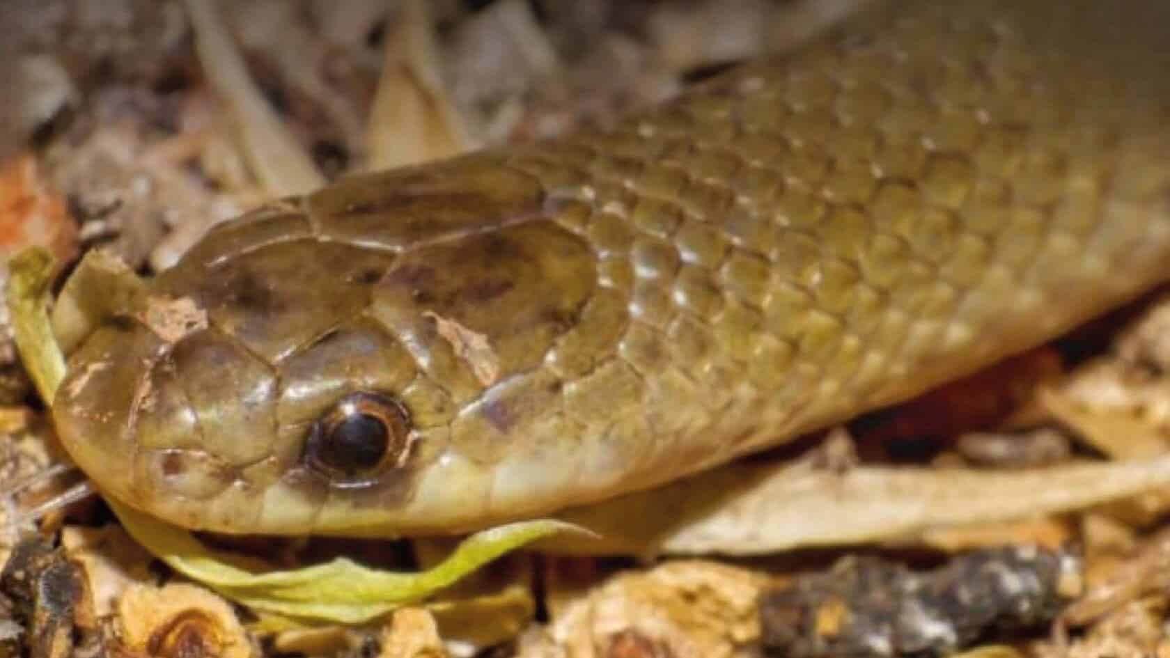 La serpiente subterránea de Puebla: un enigma en el río Balsas