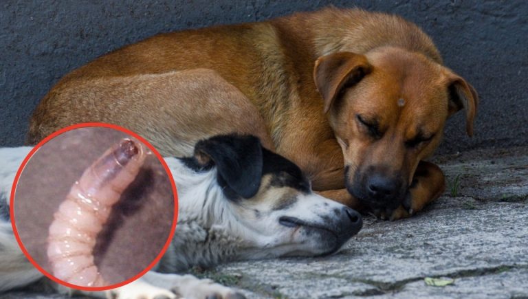 La nueva alerta veterinaria en Acapulco que pone en riesgo a los perros