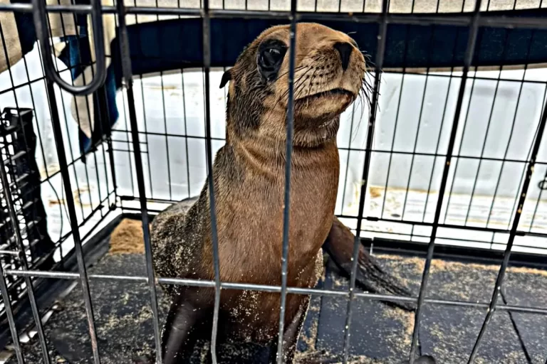 El desafío de Profepa en Baja California Sur : ¿Qué revela el rescate de cinco lobos marinos?