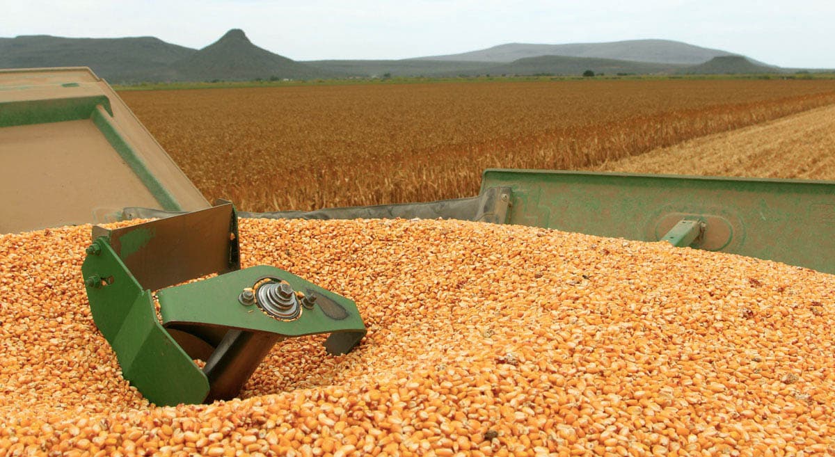 Maíz de Sinaloa: Diálogo presidencial busca precio justo y soberanía alimentaria