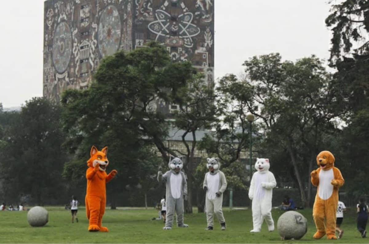 El fracaso del primer evento therian en México: ¿por qué nadie asistió?