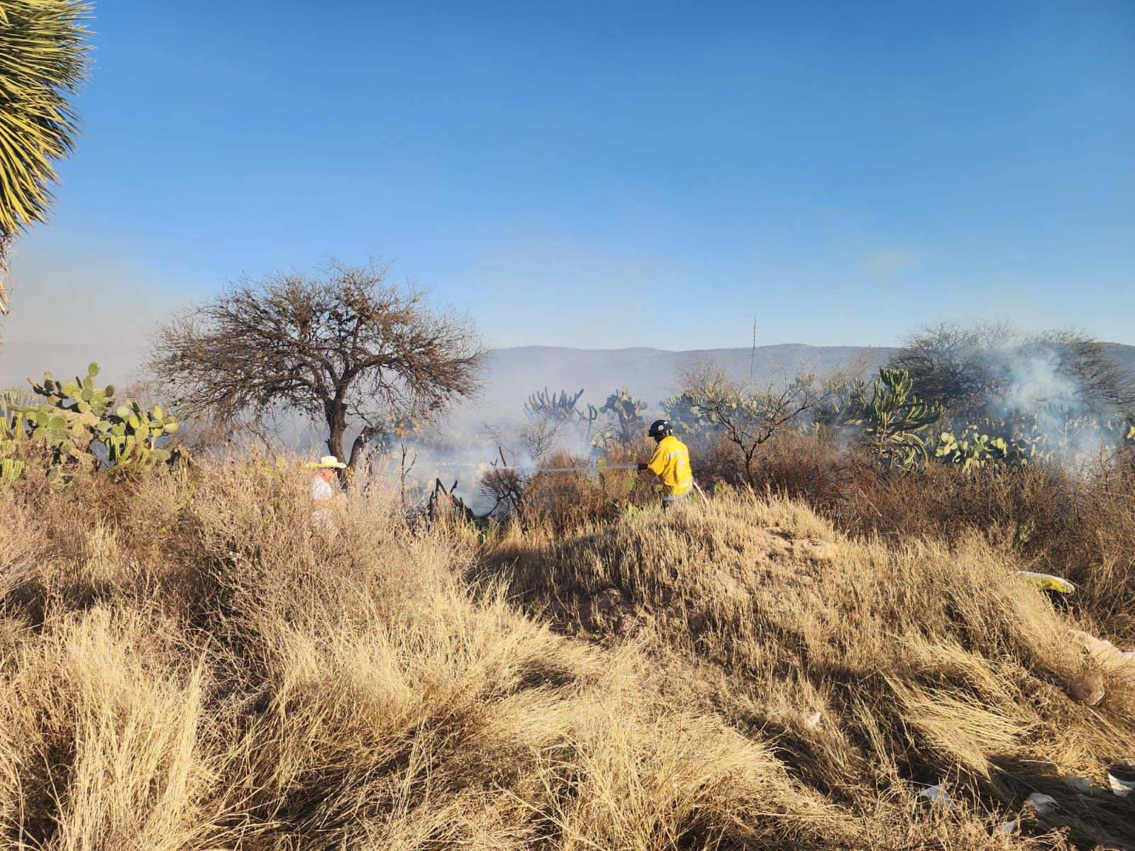 San Luis Potosí bajo fuego: seis incendios forestales desafían a brigadistas y amenazan la biodiversidad