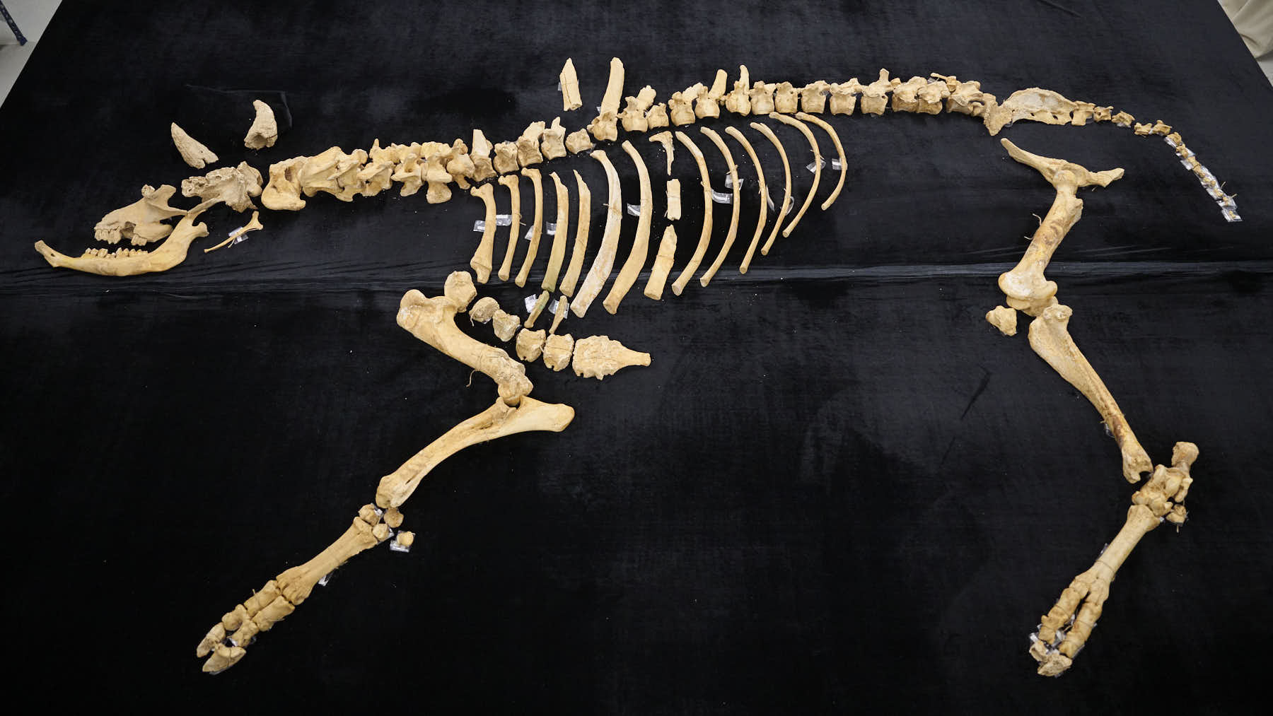 Hallazgo de esqueleto de bisonte en Navarra: 4,000 años de antigüedad