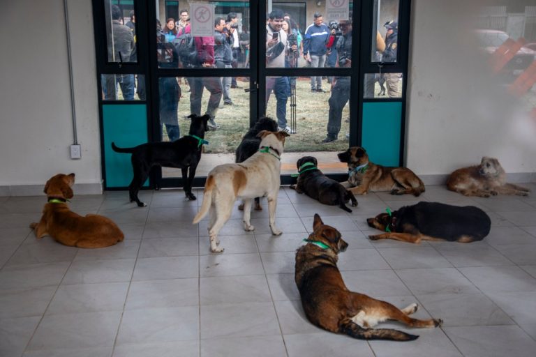 Litigio del Refugio Franciscano: La Fundación Haghenbeck en jaque financiero