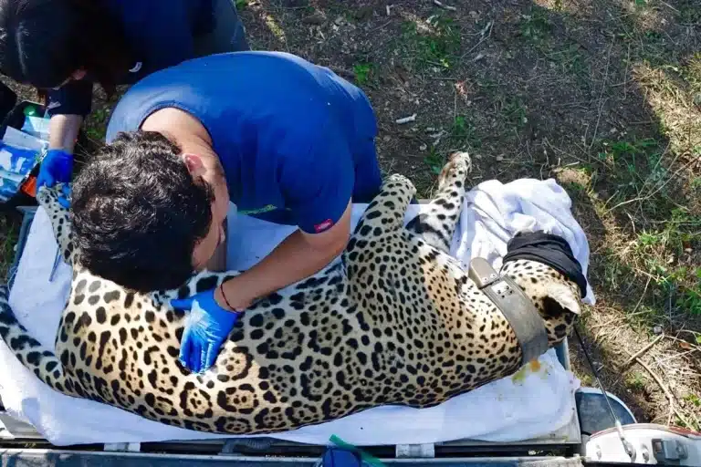 El jaguar de Tamaulipas: tecnología vital para su regreso y futuro