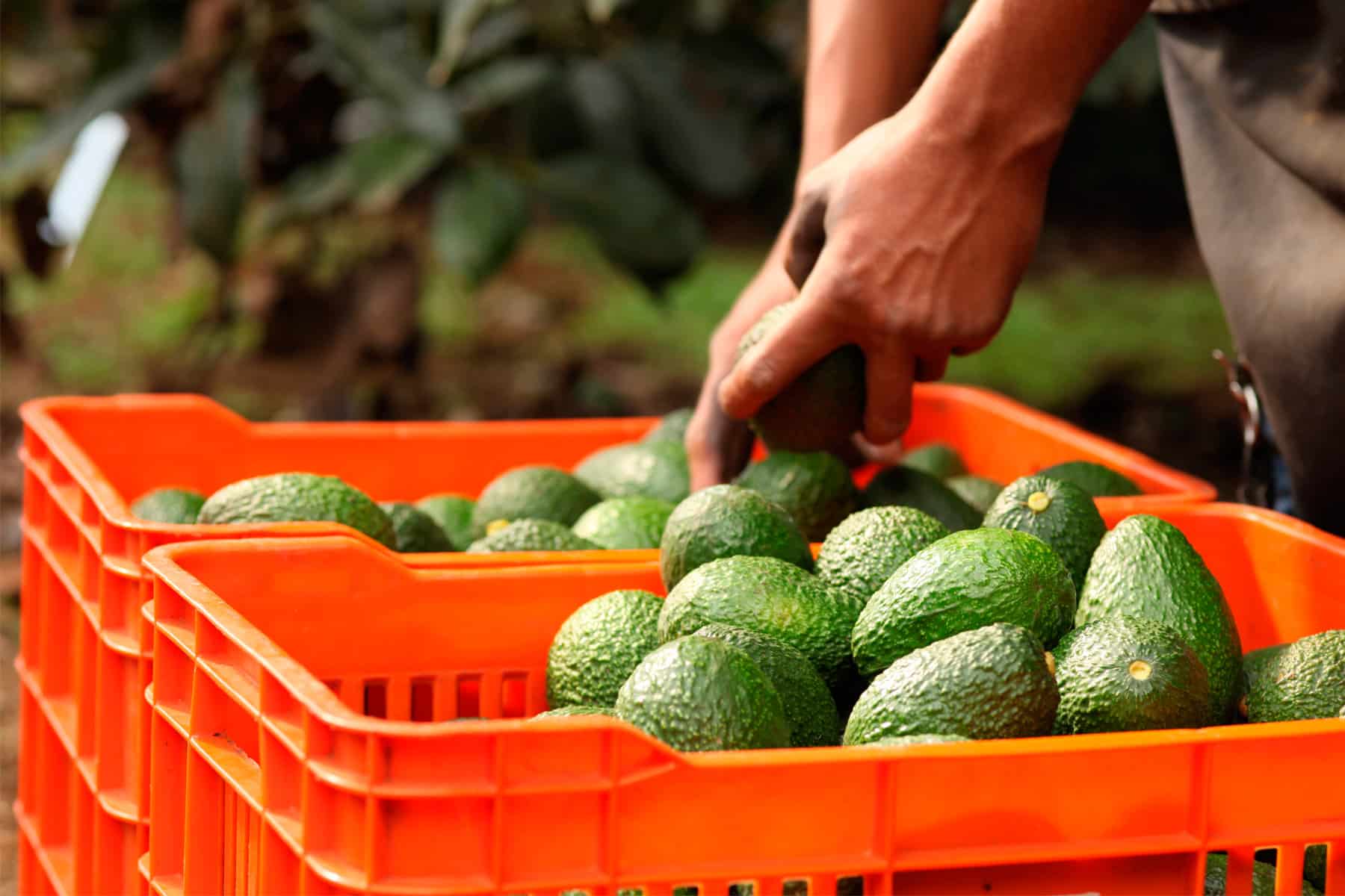 Producción de aguacate en Michoacán: el costo ambiental de su expansión incontrolada