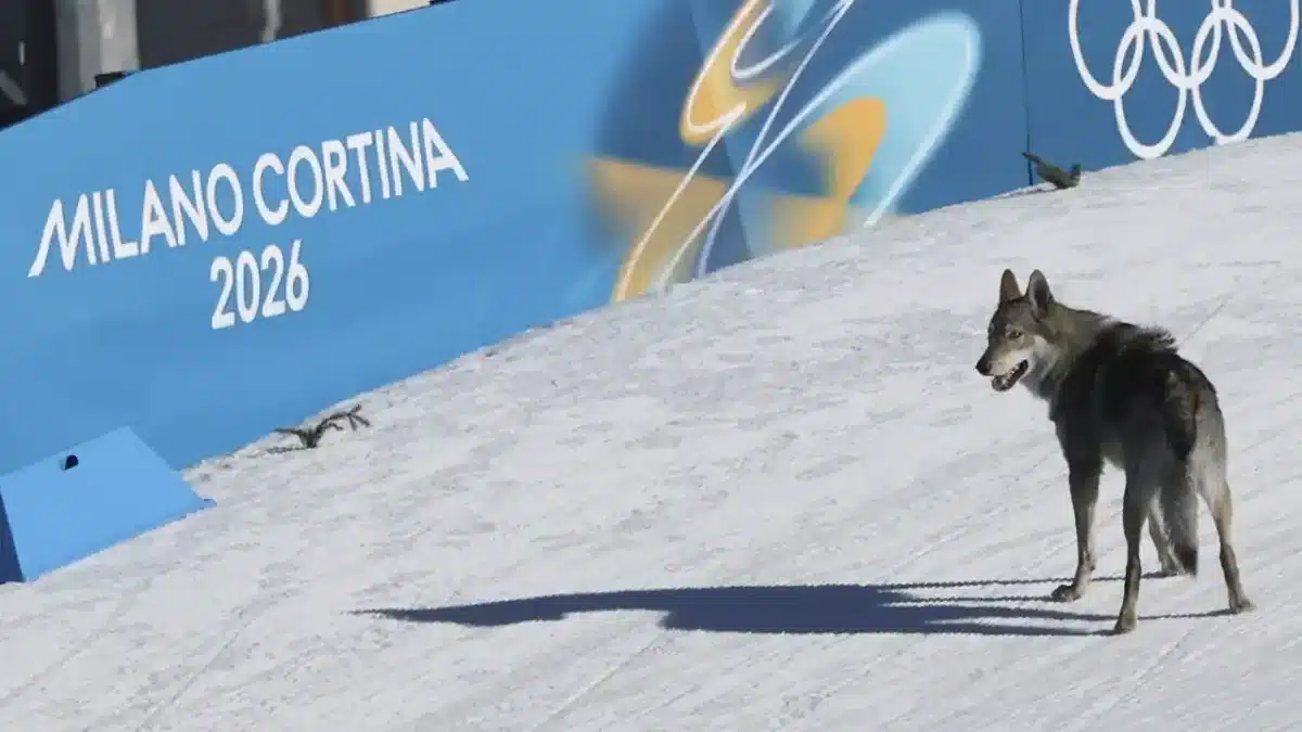 ¡Inaudito! Un perro roba el protagonismo en plena prueba olímpica y cruza la meta antes que los atletas