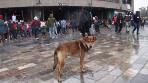 perros peregrinos adopcion gam.jpg