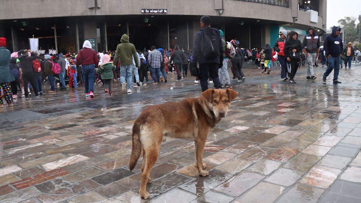 El destino de los perritos peregrinos: la primera feria de adopción en GAM