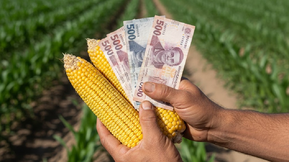México revoluciona el apoyo al maíz: reglas claras y precios justos para productores