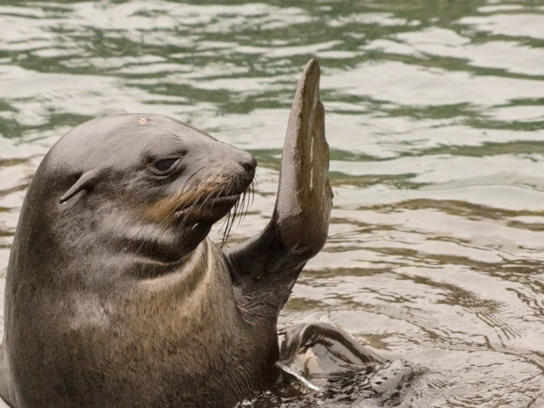 Alerta biológica en Baja California: Por qué 20 metros salvan a los lobos marinos