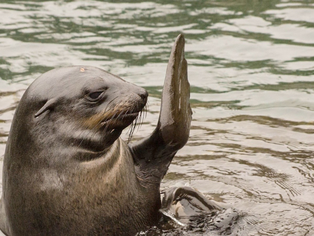 Alerta biológica en Baja California: Por qué 20 metros salvan a los lobos marinos