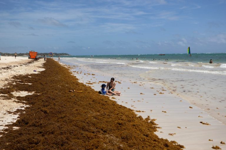 Sargazo 2026: Arribo anticipado es remanente del récord de 2025