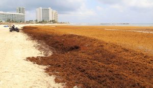 Impulso a la industria nacional del sargazo: ciencia y tecnología al servicio del Caribe 2 sargazo anticipado quintana roo perdida langosta pescadores
