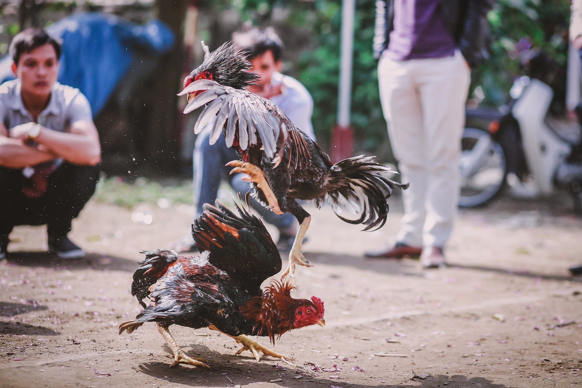 SCJN anula prohibición de peleas de gallos y tauromaquia en Tepic