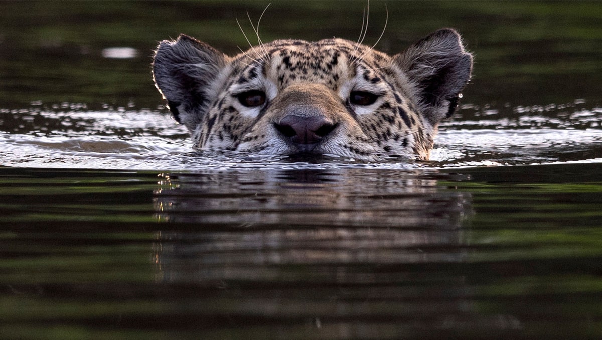situacion-critica-jaguar-mexico-2026.webp