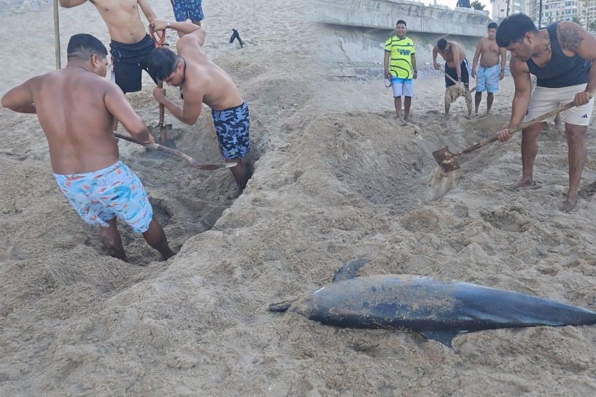 Mazatlán: Varamiento de delfín sin vida activa protocolo ambiental crítico