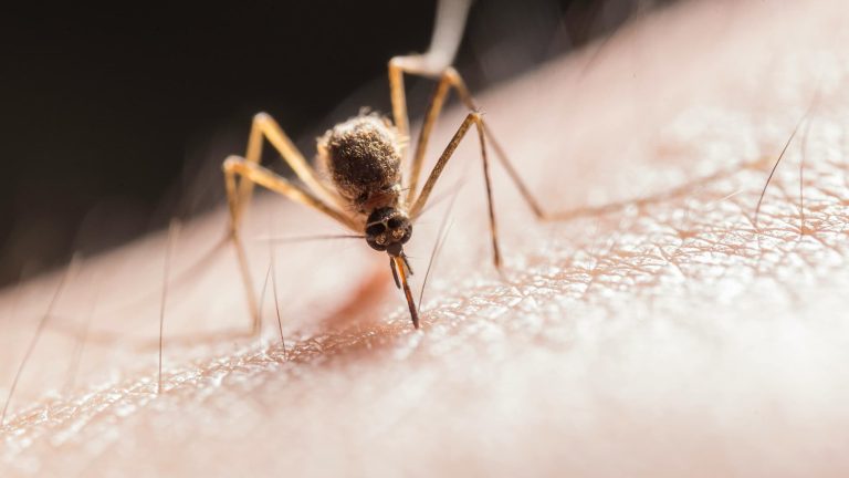 Mosquitos transmisores de los casos de chikungunya en Quintana Roo.