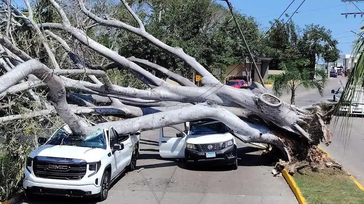El frente frío 40 golpea Tampico: colapso de árbol deja un lesionado crítico
