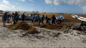 Crisis del sargazo 2026 en Quintana Roo y el arribo masivo que pone en alerta a Akumal