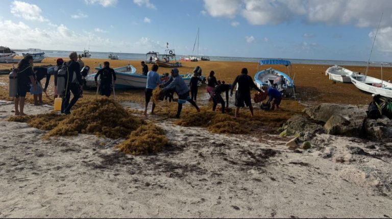 Crisis del sargazo 2026 en Quintana Roo y el arribo masivo que pone en alerta a Akumal