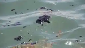crisis mortandad tortugas veracruz 2026