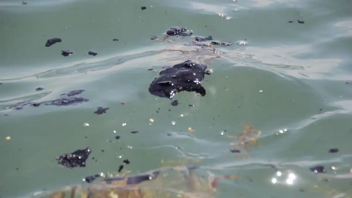 Crisis de mortandad quelonia: Alerta ambiental en el litoral de Veracruz