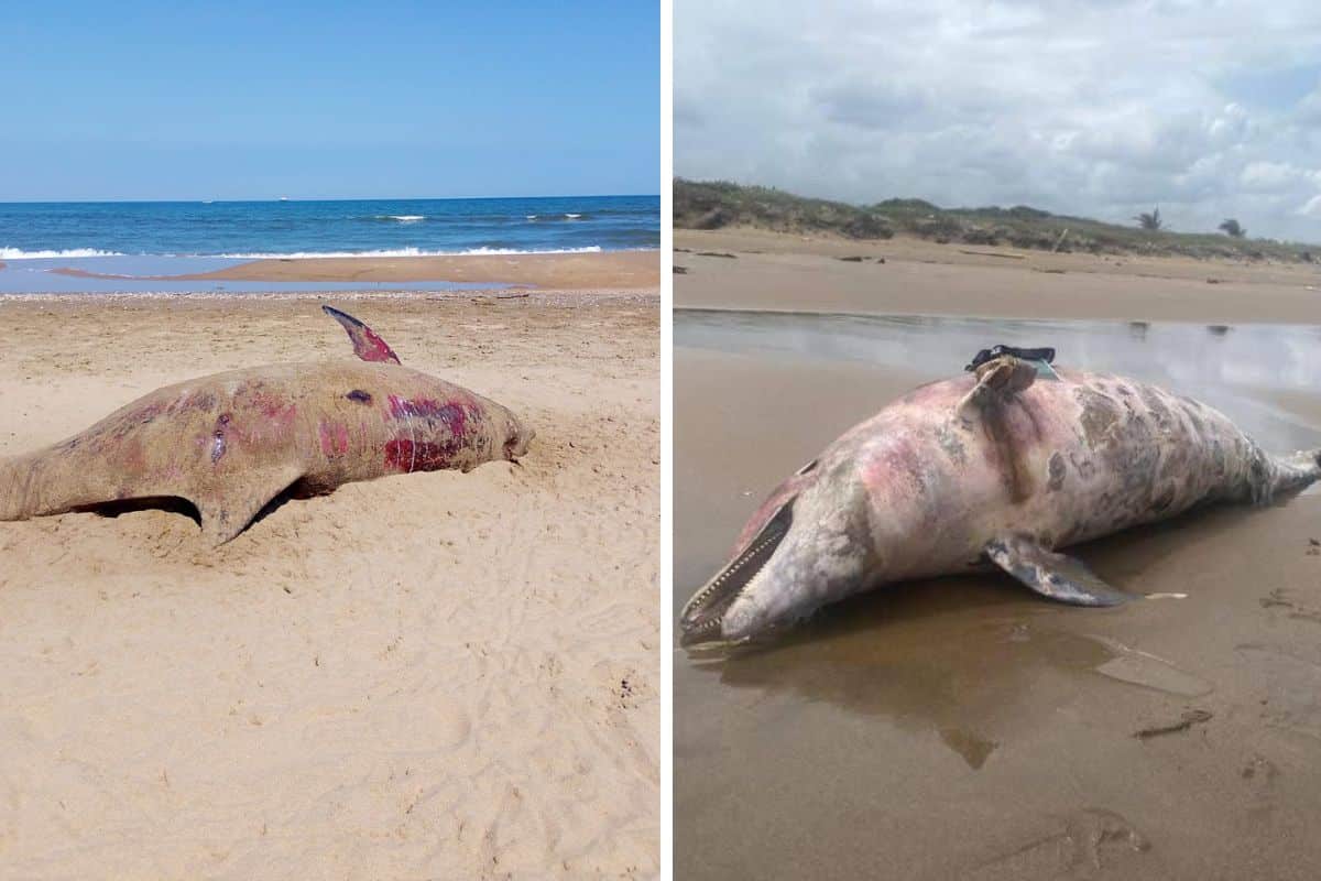 Impacto ambiental en Veracruz: Mortandad de fauna por derrame de hidrocarburos