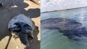 Comunidades de Santa Martha exigen justicia por desastre petrolero en Veracruz 1 derrame hidrocarburos veracruz pelicanos afectados