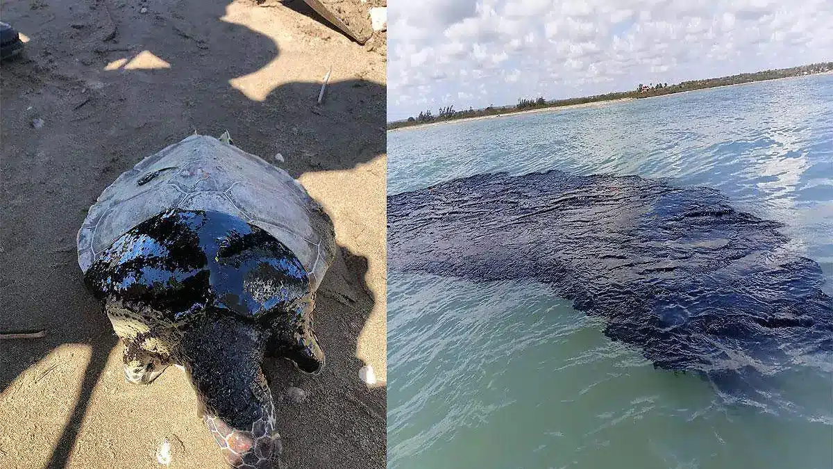 Emergencia ambiental en Veracruz: derrame de crudo impacta fauna silvestre