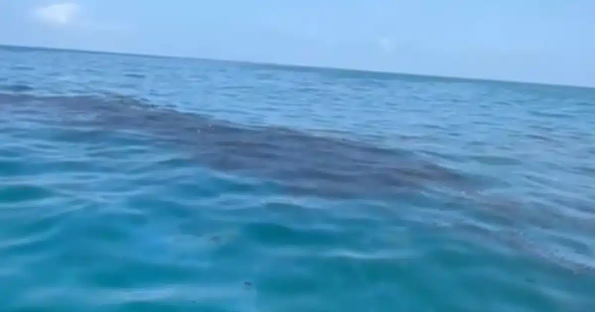 El desastre negro en Alvarado que asfixia el futuro de la pesca jarocha