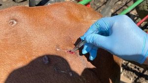 Alerta zoosanitaria en Tamaulipas: el gusano barrenador se expande hacia el sur