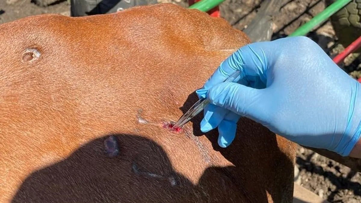 Alerta zoosanitaria en Tamaulipas: el gusano barrenador se expande hacia el sur