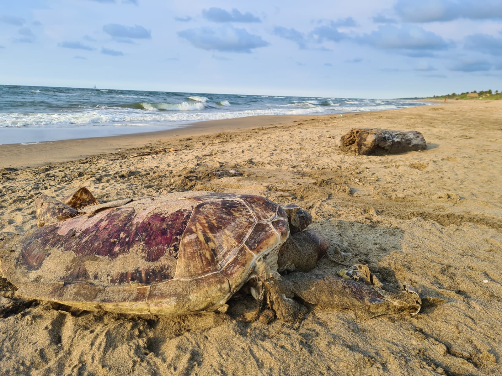 Emergencia ambiental en Veracruz: Tortuga marina muerta por exposición a hidrocarburos