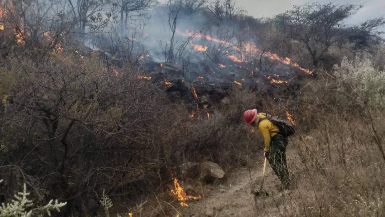 Incendio forestal en Los Asadores: El Bosque de la Primavera bajo amenaza