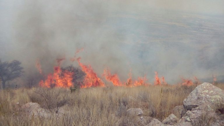 Aguascalientes bajo fuego: 350 hectáreas perdidas en el Cerro del Muerto