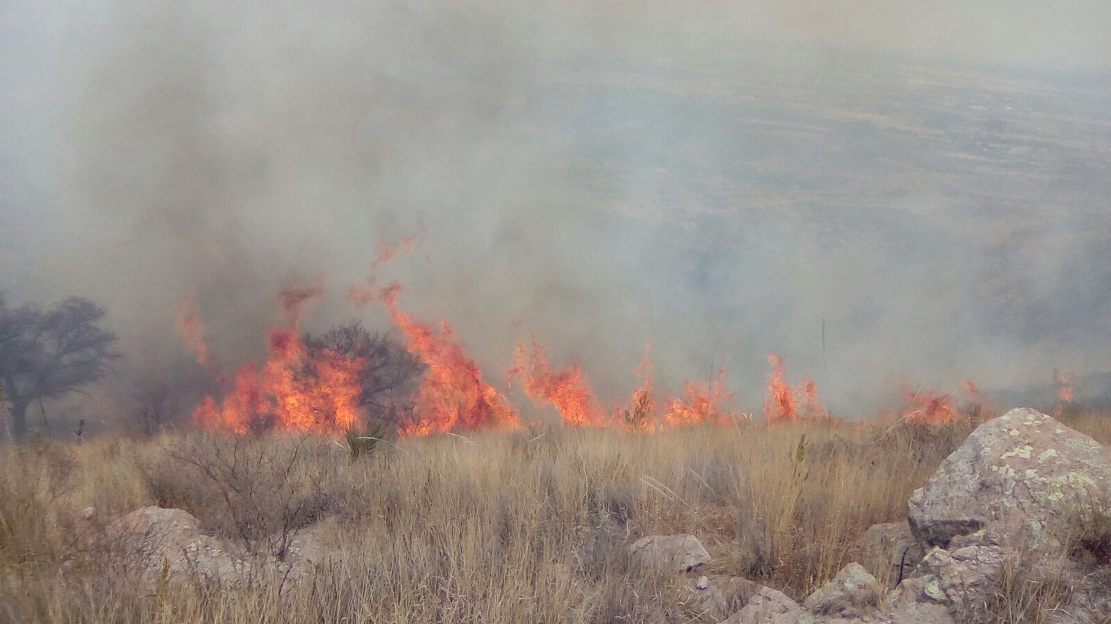 Aguascalientes bajo fuego: 350 hectáreas perdidas en el Cerro del Muerto