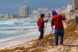 Lucha naval contra el sargazo asegura la competitividad del Caribe Mexicano 2 industria nacional sargazo biorrefineria quintana roo