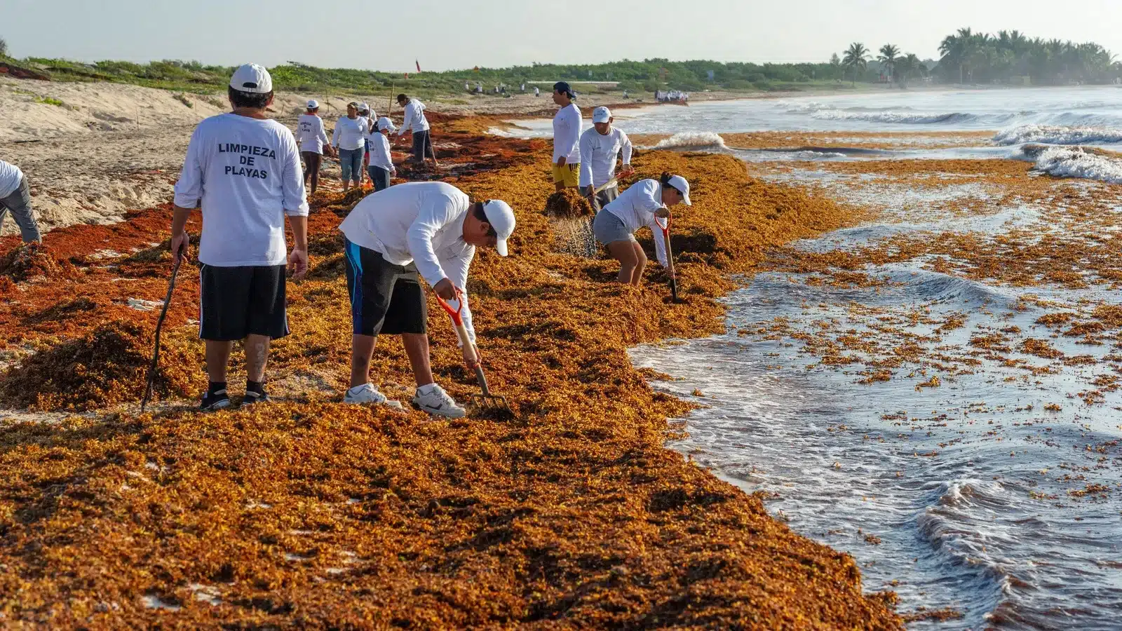 Sargazo en playas del Caribe mexicano durante la temporada 2026