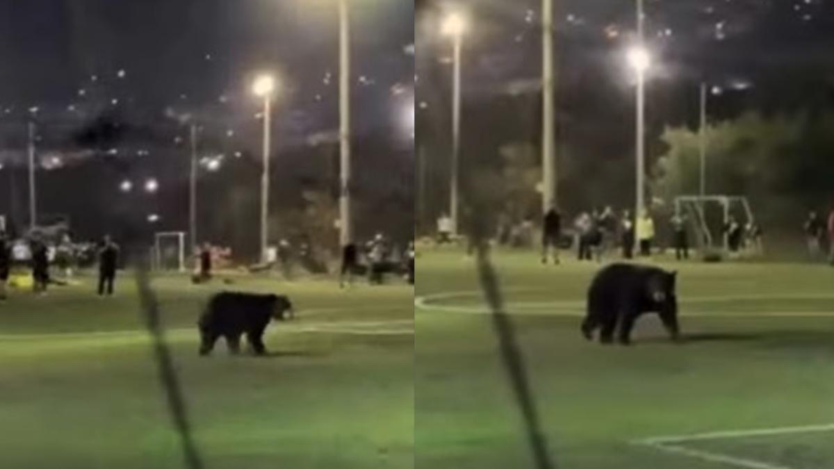 El avistamiento de un oso negro en San Pedro Garza García redefine la convivencia urbana